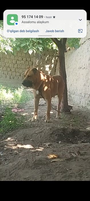 Assalomu alaykum alabay sotuvda