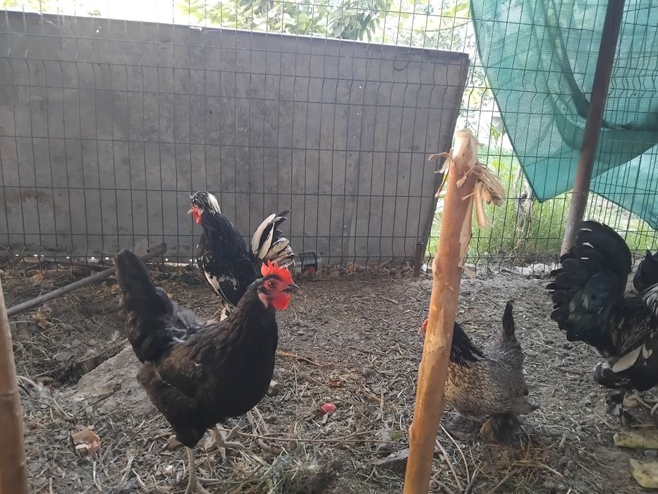 Yaponcha tavuqlar sotiladi