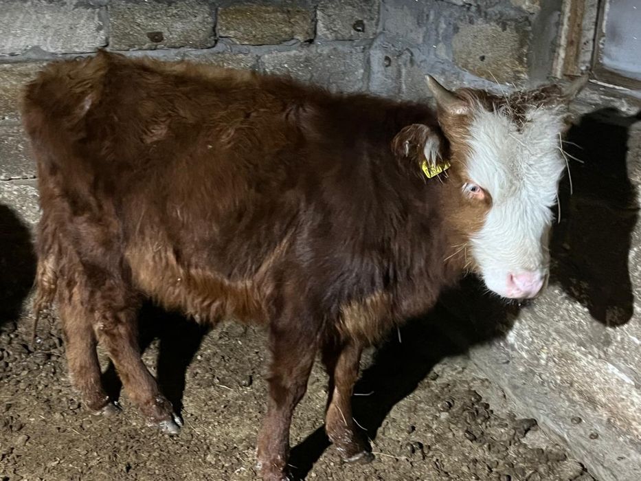 Еки еркек баспак сатылады