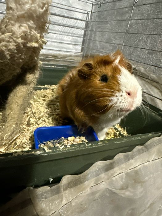 морские свинкииииии