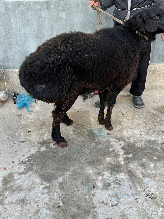 Qo'chqor Қўчқор сотилади