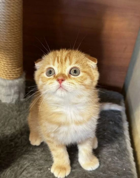 Шотландские вислоухие котята