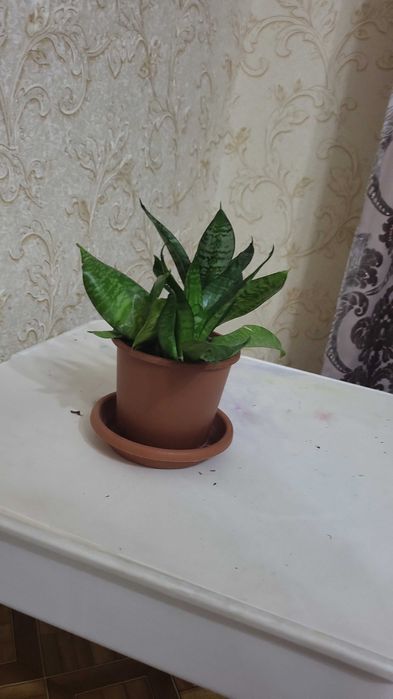 Комнатные растения