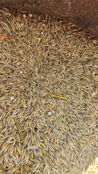 Vând ovas cu mazare