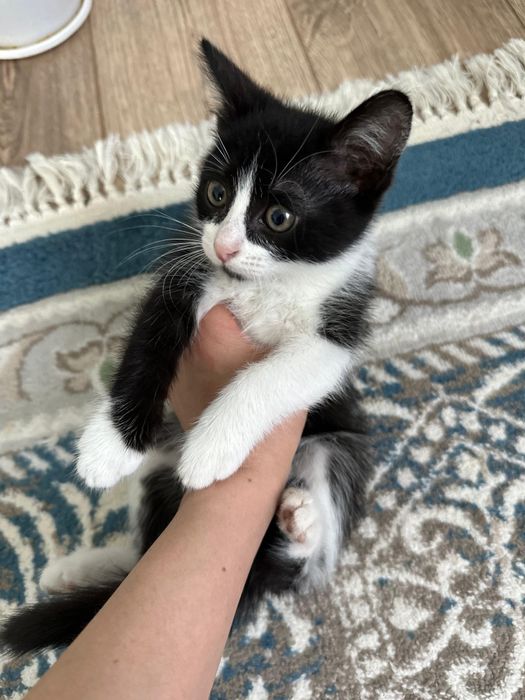 Кошка маленький мальчик ..