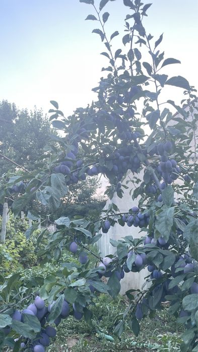 Prune de vanzare(1000kg)