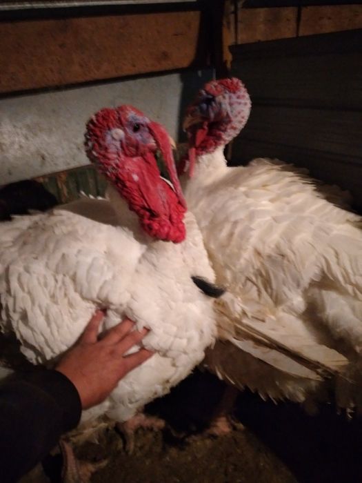 Пуйки ,големи 35кг