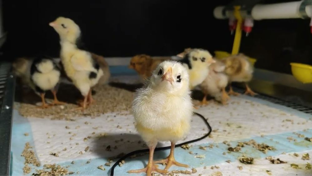 яйца инкубационные