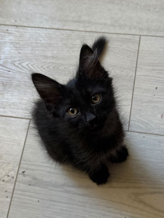 Котята пару месяцев