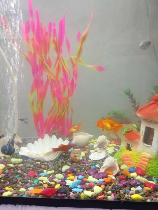 Аквариум ва баликлар