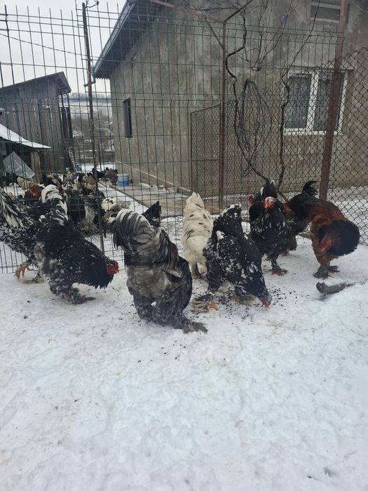 Vând cocoși și gaini brahma vaccinați și deparazitați