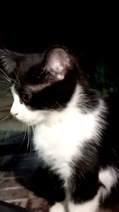 Кошка-биколор/Двухцветная кошка