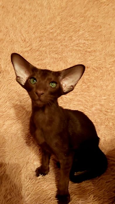 Коричневые Ориентальные Котята