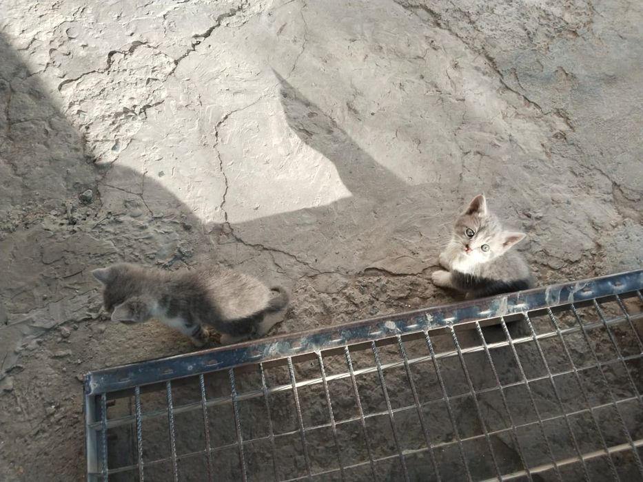 В добрые руки красивые котята