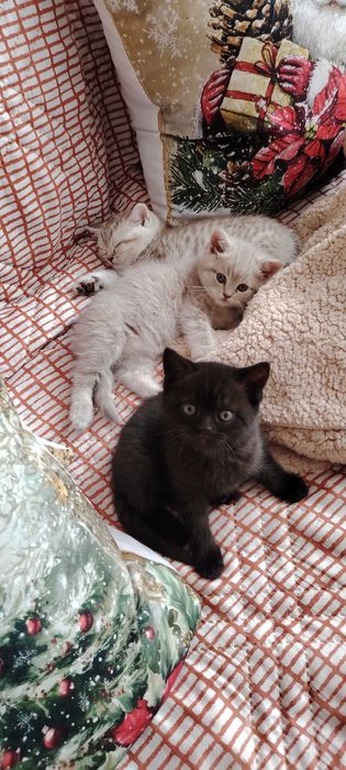 Прекрасно британче-пантера