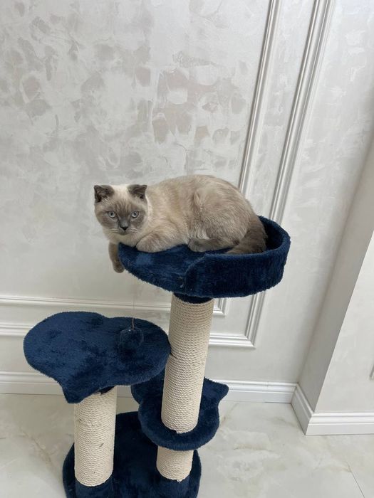 Rechirt Shahrisabz вязка