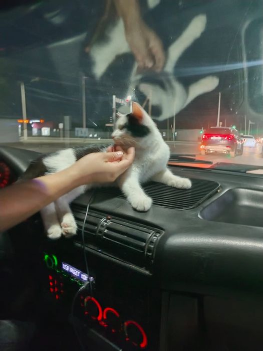 Животные, котята