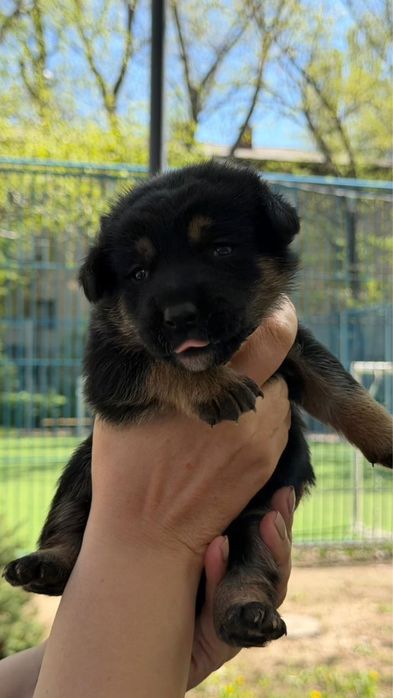 отдаем щенков девочек в хорошие руки