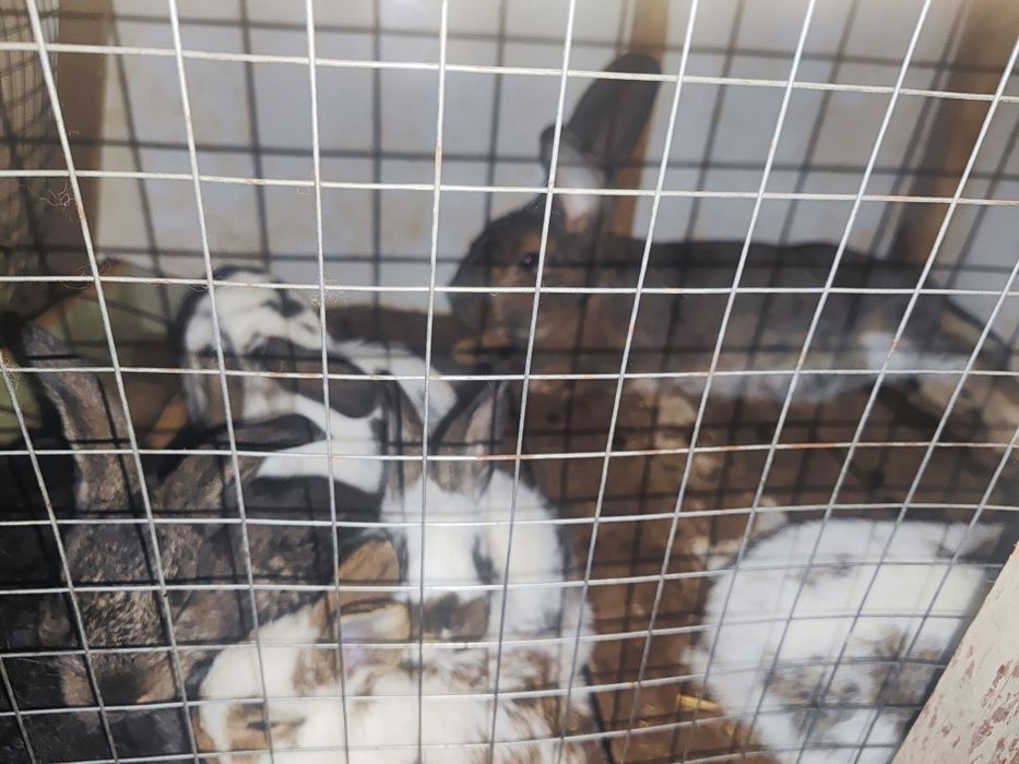 Quyon bolari 45kunli