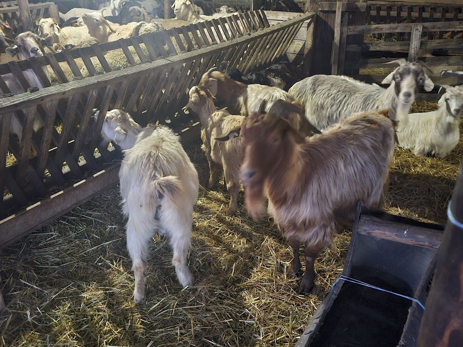 Vând capre si țapi!