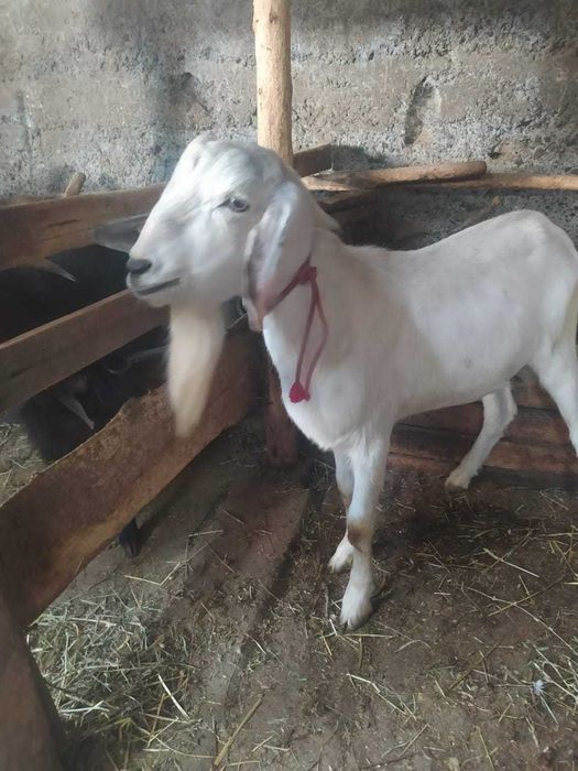 Недорого  Породистый козёл ищет невест.