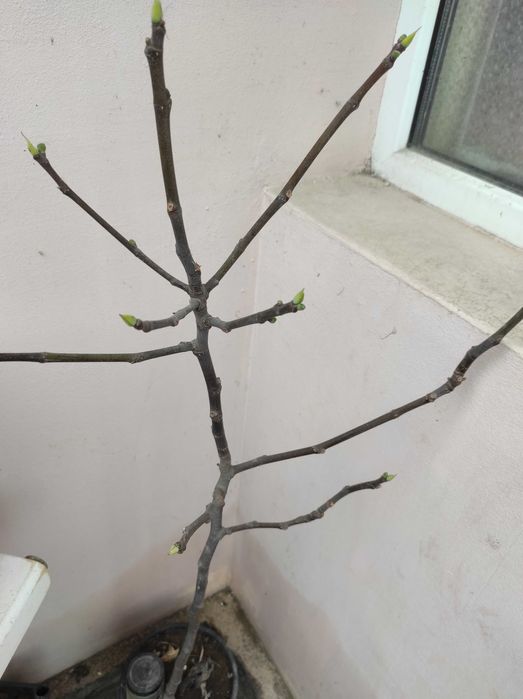 Фиданки и разсад смокини