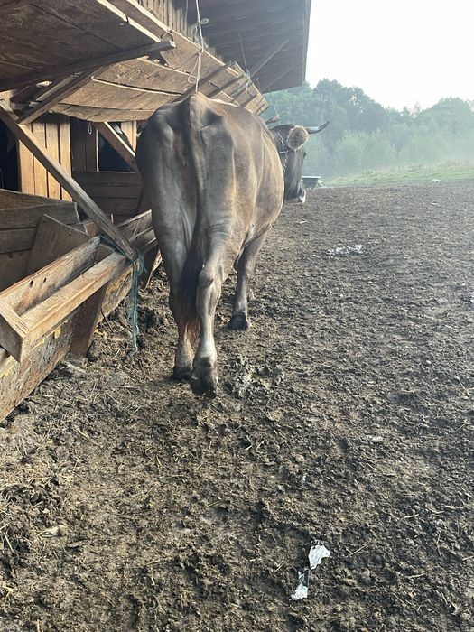 Vand vaca gestanta