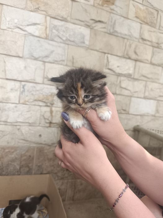 Животные котята пк