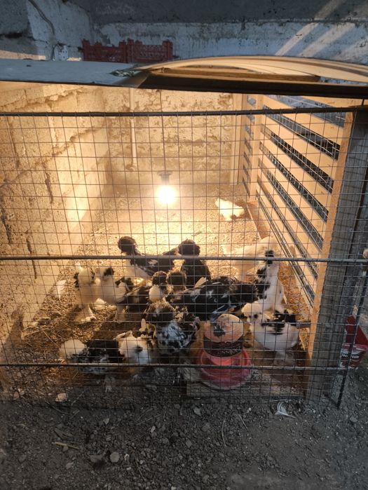 Корейский Японча