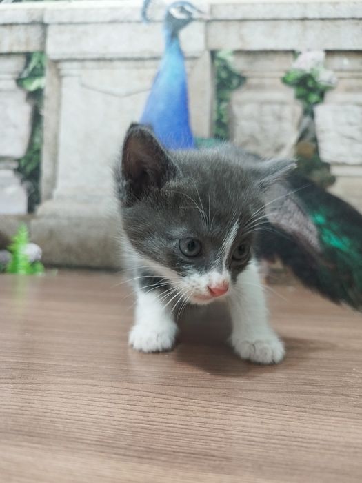 Котят добрые заботливые руки