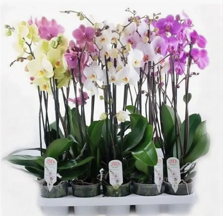 Королевские орхидеи