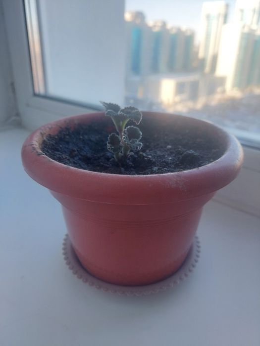 Глоксиния (фиолетовая)