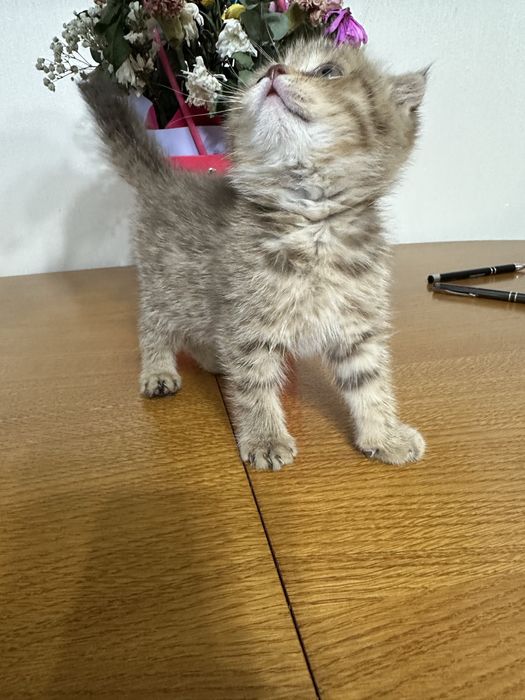 Продам котёнка шотландец