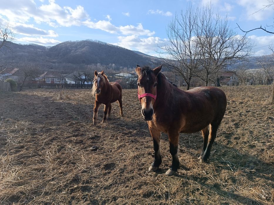 Cal și iapă,  de vânzare
