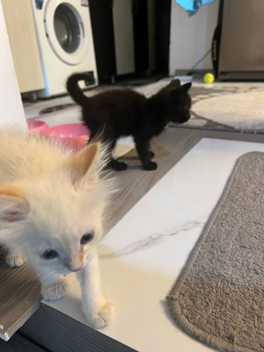 Катята пародистый