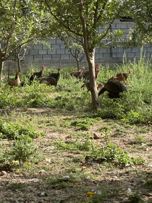 Aprel mart aida awkan 10000tg