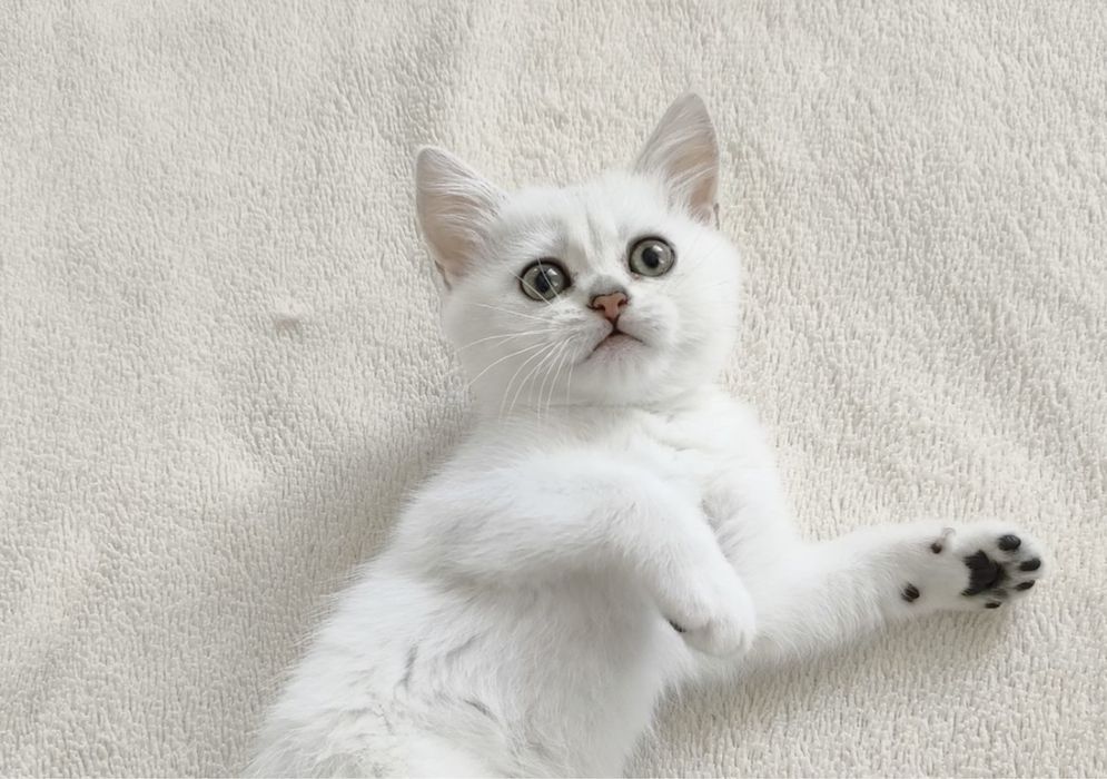 Британские котята серебристая шиншилла