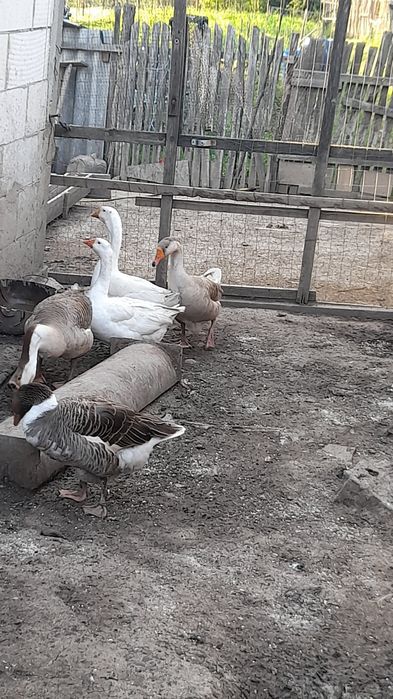 Ghste de vhnzare 5 ghste si 2 ghscani se vide ca am hnca 15 boboci  si hi tin