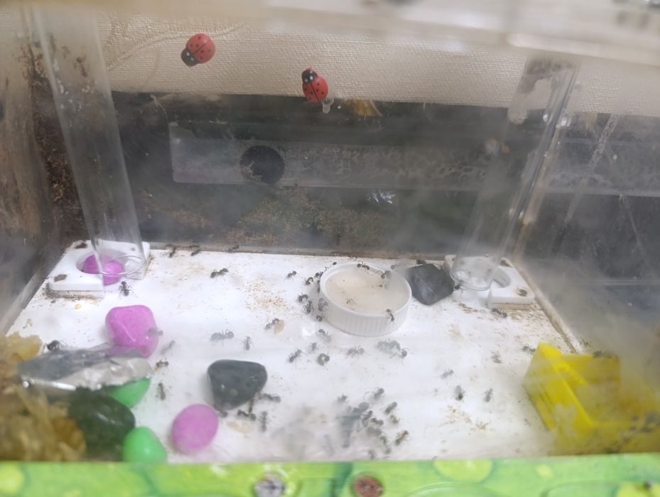 Муавьинная ферма, формикарий с муравьями