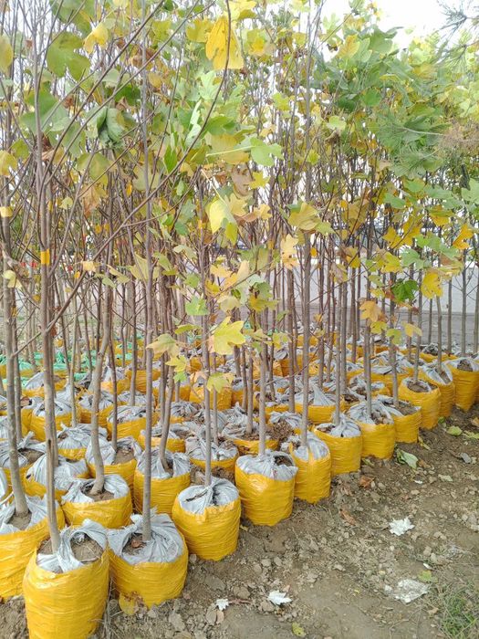 Dekaratevni daraxtlar gular