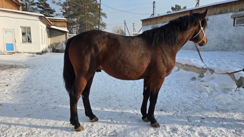 На продаже Жеребец Айгыр 6 лет