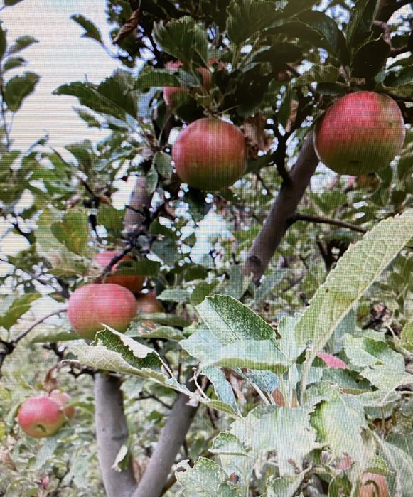 Дача «Родники» саяжай уйі