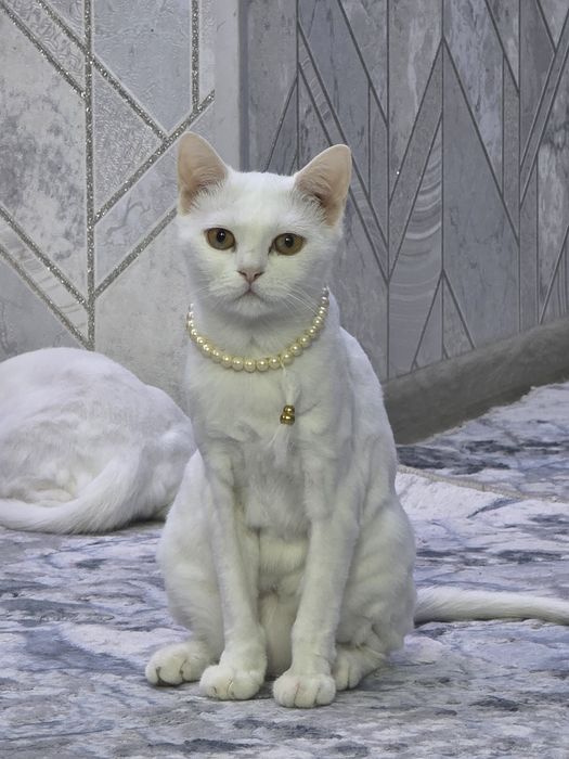 Mushukchalar yoqimtoy opa singillar sizni quvontiradi seb o'ylayman...