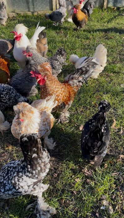 Oua incubat Bregova / pitice motate incaltate