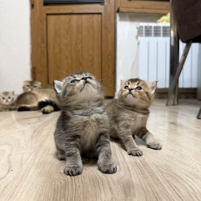 Zalataya shinshila