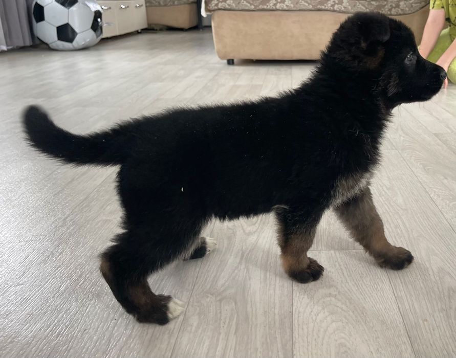 Готовы к продаже , Щенки немецкой овчарки