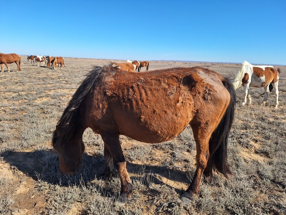 Бир уйир жылкы сатылады