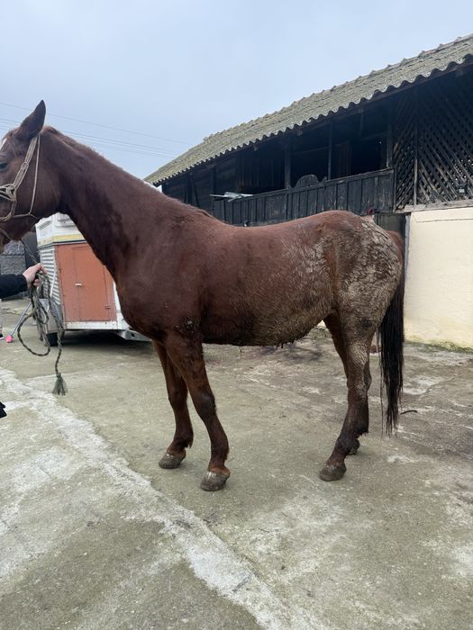 Iapă cuminte și fără defecte