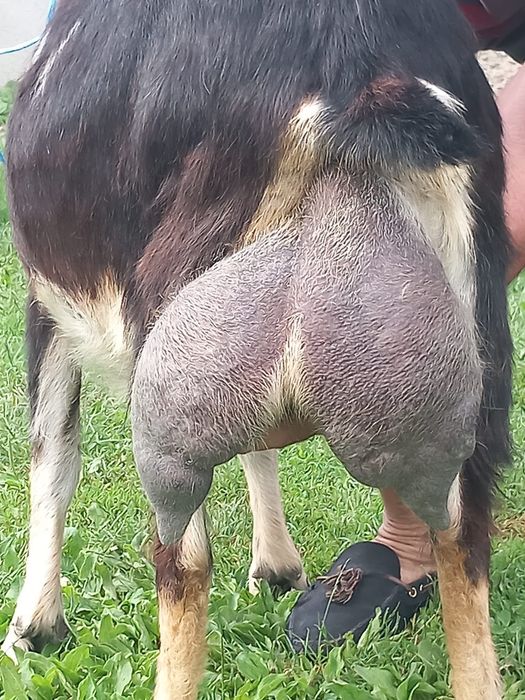 Vand capra buna de lapte