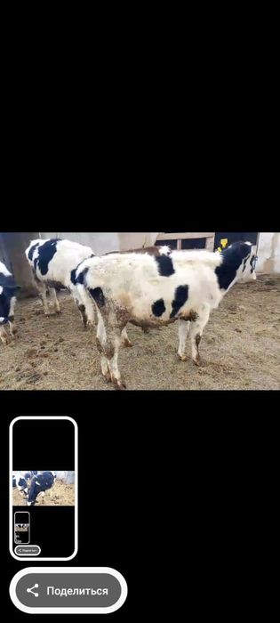 Продам бычков по 370 тыс